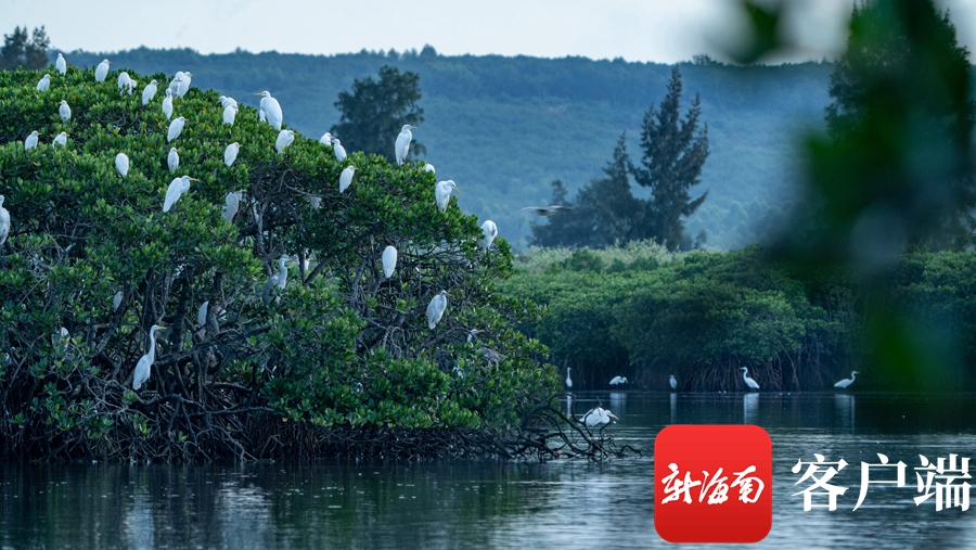 临高红树林湿地公园图片