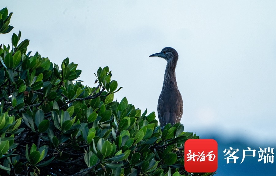 临高红树林湿地公园图片